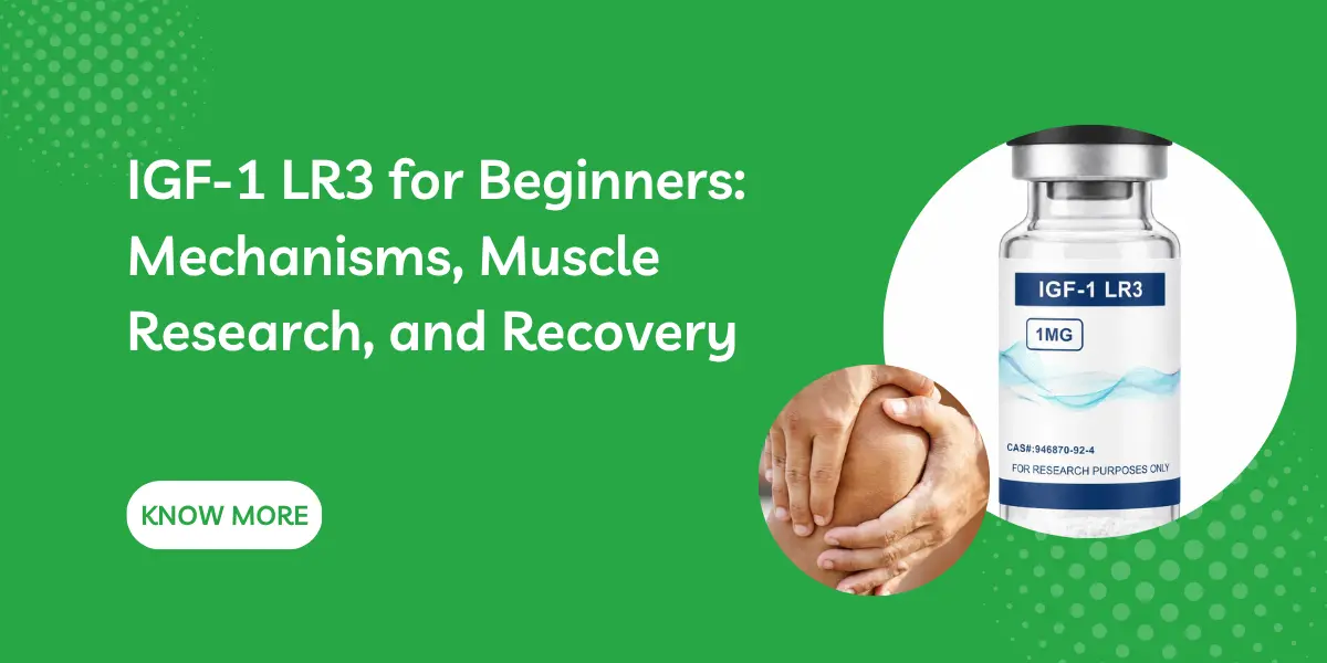 IGF-1 LR3 for Beginners: Mechanisms, Muscle Research, and Recovery