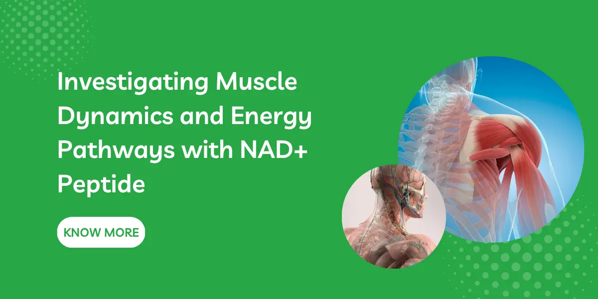 Investigating Muscle Dynamics and Energy Pathways with NAD+ Peptide