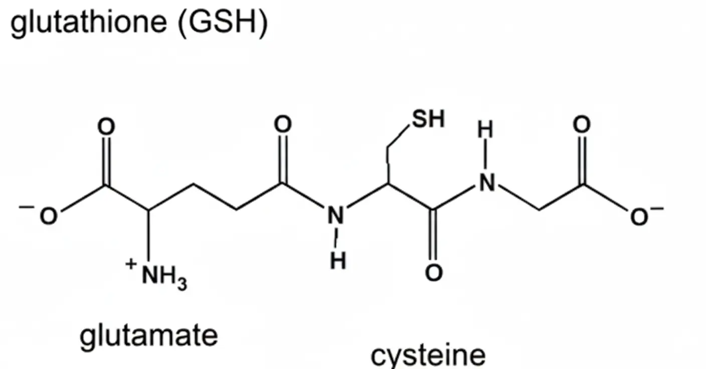 The Science of NAD⁺ and Glutathione: Anti-Aging Insights and Combined Potential