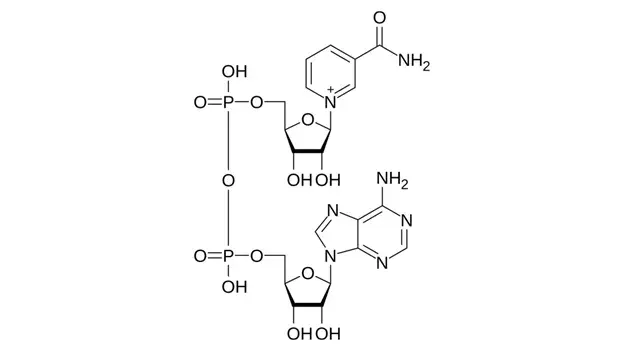 The Science of NAD⁺ and Glutathione: Anti-Aging Insights and Combined Potential