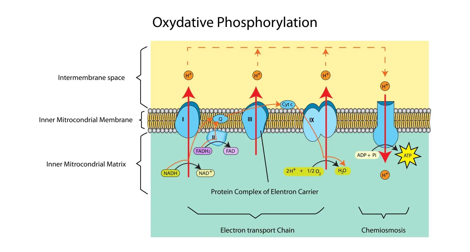 SS-31 Peptide: Exploring Its Biochemical Effects and Research Potential