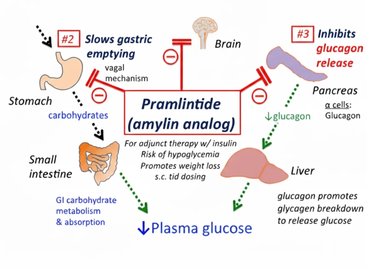 Amylin Mimetics (Pramlintide and Analogs)