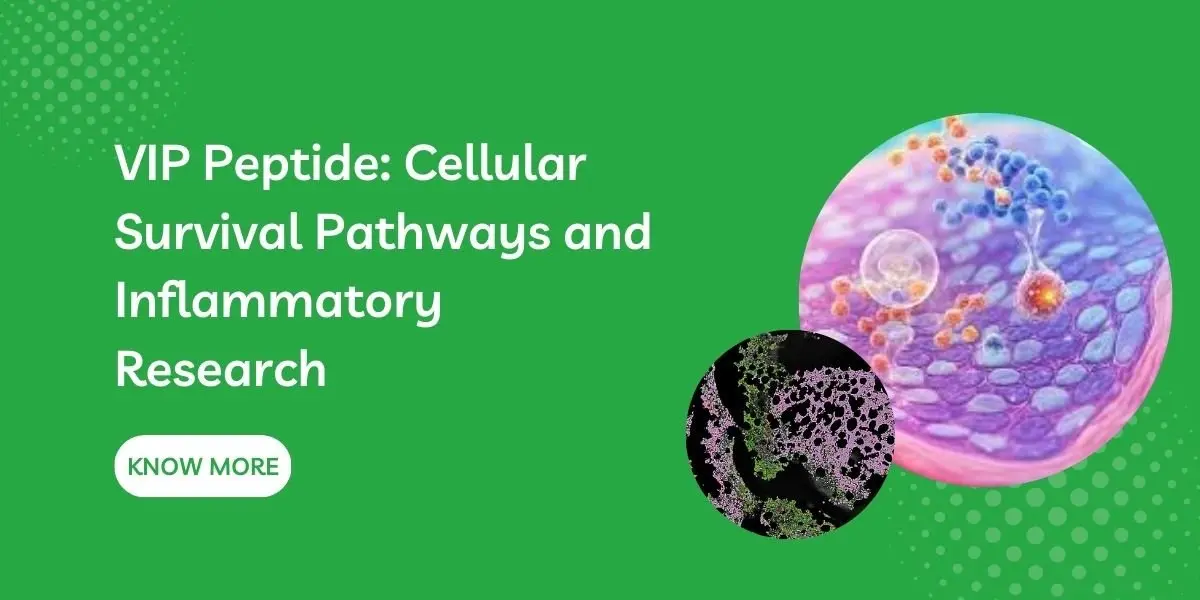 VIP Peptide: Cellular Survival Pathways and Inflammatory Research
